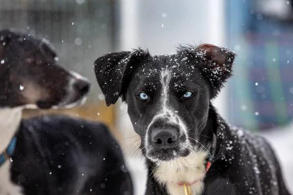 Портрет собаки в снігопаді . — стокове фото