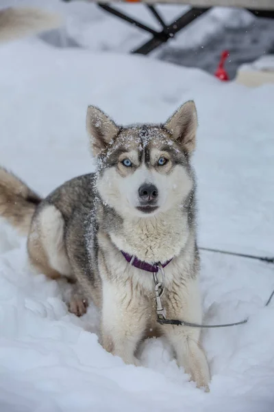 Portrait of a dog in snow flakes. — Stock Photo, Image