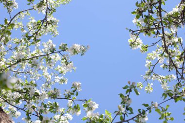 Sunlit branches of a blossoming apple tree in an old garden against a clear blue sky. Selective focus