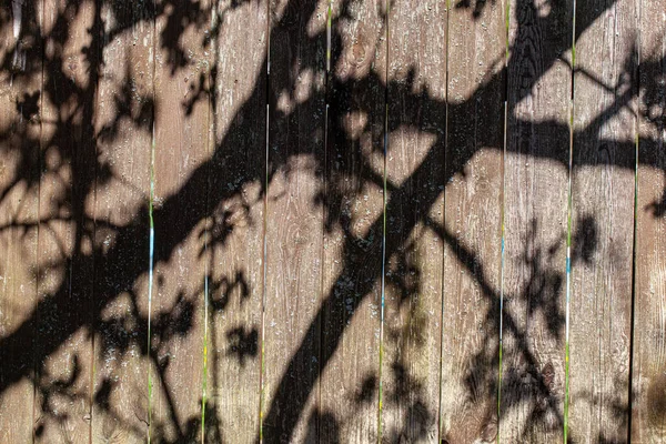 Ombre Arbre Fleurs Sur Une Vieille Clôture Planches — Photo