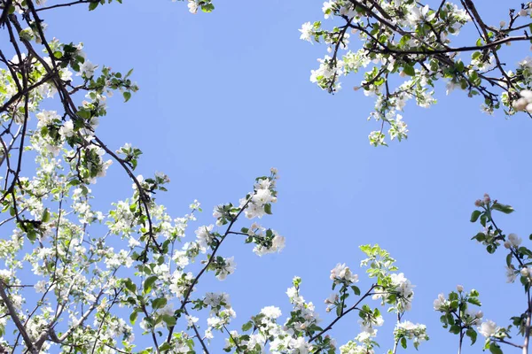 Sunlit branches of a blossoming apple tree in an old garden against a clear blue sky. Selective focus