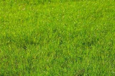 A fragment of a green grass field as a background or texture. Selective focus