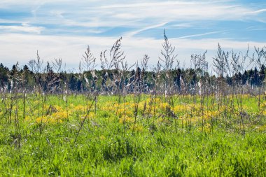 Forest glade overgrown with young green grass after winter. Spring landscape. Selective focus.