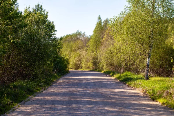 Ground road in the spring forest.