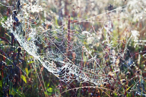 Gotas de rocío en una telaraña en el bosque — Foto de Stock