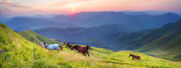 Pferde auf dem Berggipfel — Stockfoto