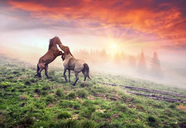 Cavalos nas nebulosas montanhas dos Cárpatos — Fotografia de Stock