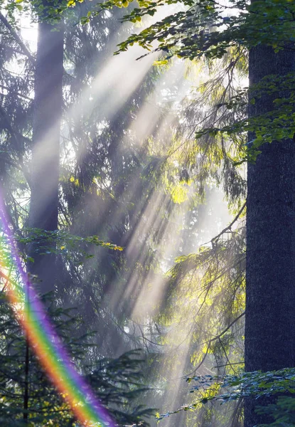 가문비나무 숲의 황금 광선 — 스톡 사진