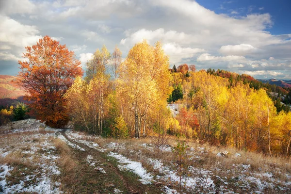 Goldener Wald auf dem Kamm sokilsky — Stockfoto