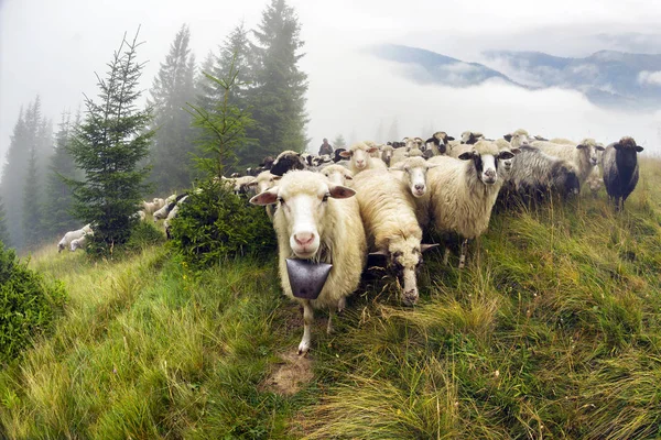 Ovini al pascolo nella nebbia — Foto Stock