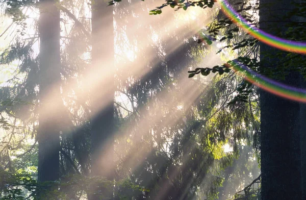 가문비나무 숲의 황금 광선 — 스톡 사진