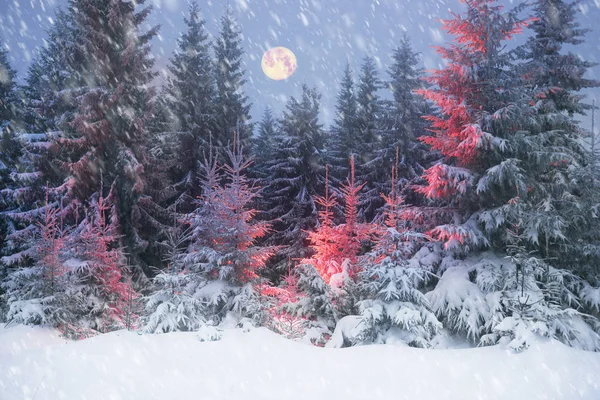 Дикий ліс на Різдво — стокове фото