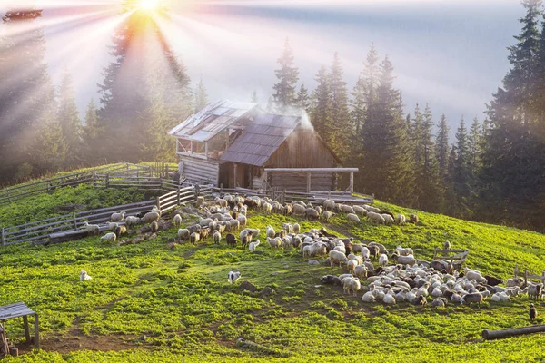 Ovelhas nas montanhas dos Cárpatos — Fotografia de Stock