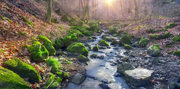 Mousse verte dans le ruisseau — Photo