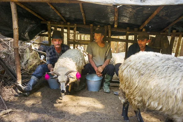 Milking sheep the old way — Stock Photo, Image