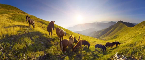Коні на вершині гори — стокове фото