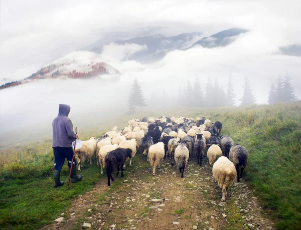 Pecore nei Carpazi dopo la pioggia — Foto Stock