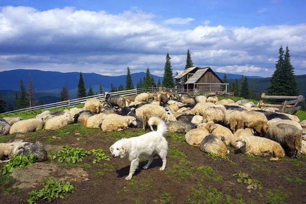 Вівці в табуреті і вівці — стокове фото