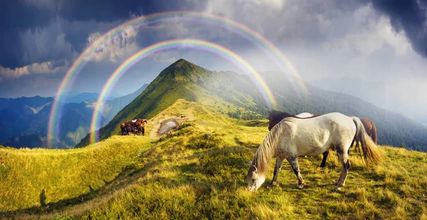 Cavalos no topo da montanha — Fotografia de Stock
