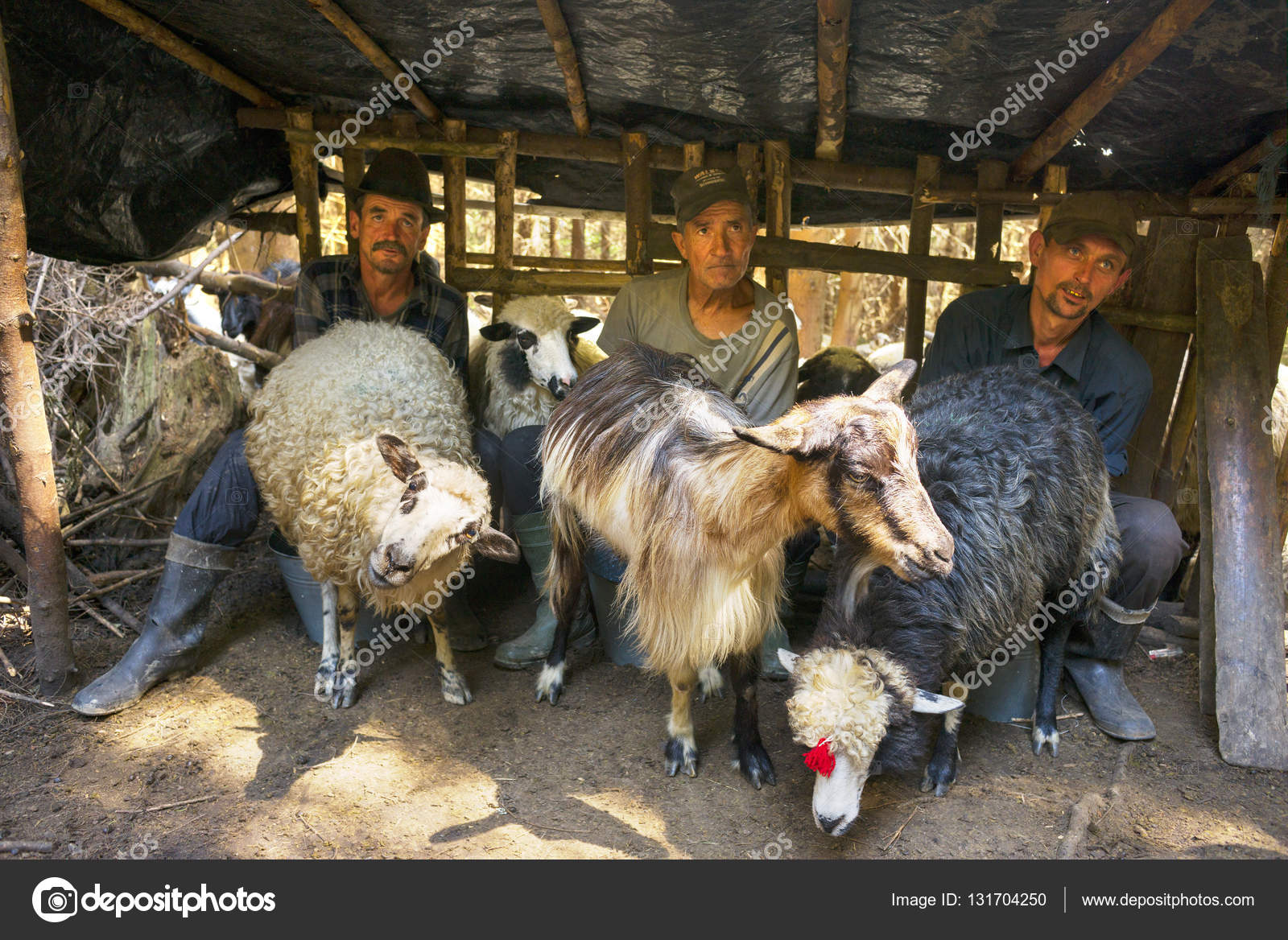 Men Milking Men Men Milking Men