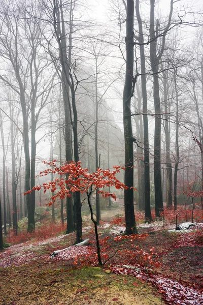 Las jesienią Bubniszcze — Zdjęcie stockowe