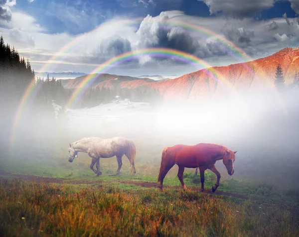 Άλογα στα ομιχλώδη βουνά των Καρπαθίων — Φωτογραφία Αρχείου