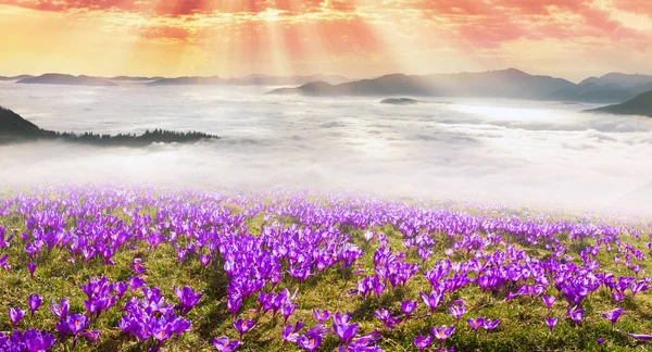 Kwiaty w promieniach słońca na tle gór — Zdjęcie stockowe