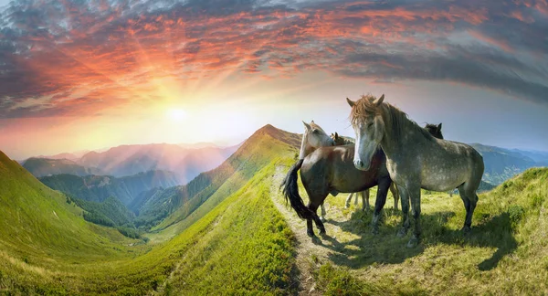 Cavalos no topo da montanha — Fotografia de Stock