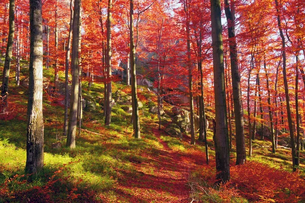 Colores dorados del otoño —  Fotos de Stock