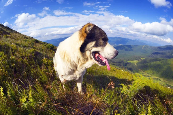 Perro pastor para ovejas pastando en Cárpatos — Foto de Stock