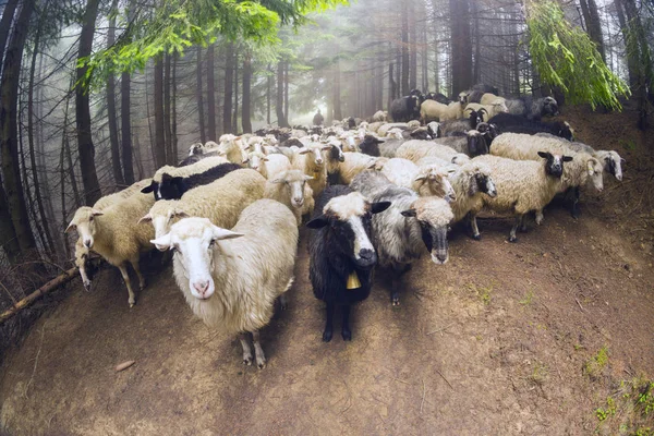 Ovejas pastando en la niebla — Foto de Stock