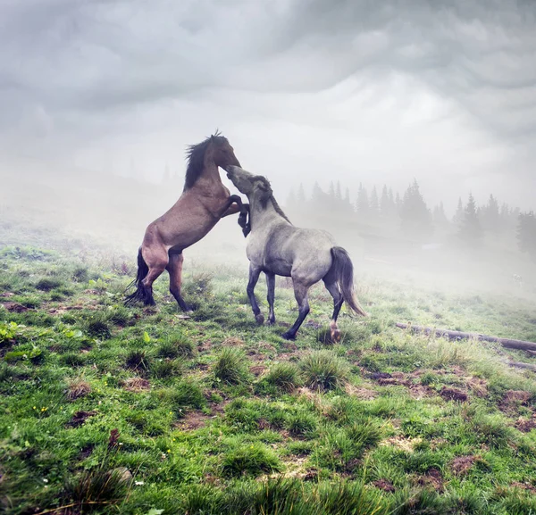 在有雾的喀尔巴阡山脉的马 — 图库照片