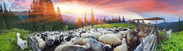 Pecore nelle montagne dei Carpazi — Foto Stock