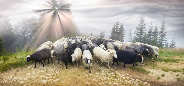 Sheep grazing in mist — Stock Photo, Image