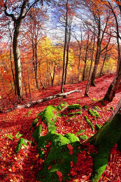 Las w rezerwatu skalnego klasztoru Bubniszcze — Zdjęcie stockowe