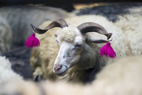 Decoration dairy animal on the farm — Stock Photo, Image