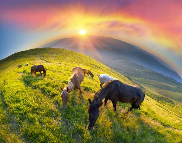 Коні на вершині гори — стокове фото