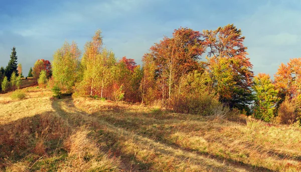 Automne doré dans les Carpates — Photo