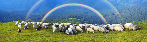 Ovce v Karpatských horách — Stock fotografie