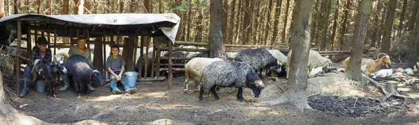 Traite les moutons à l'ancienne — Photo