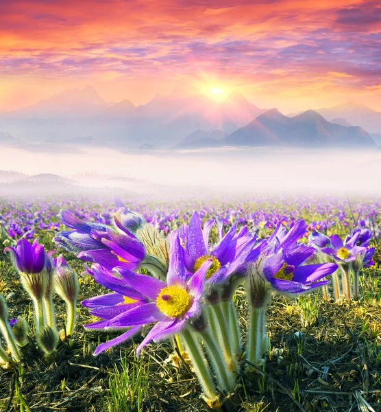 Blommor i solen på en bakgrund av berg — Stockfoto