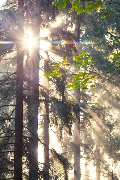 Golden rays of spruce forest — Stock Photo, Image
