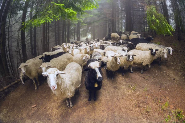 Pastoreio de ovinos em névoa — Fotografia de Stock