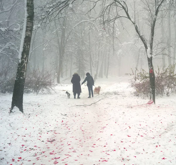 Ausführen der Hunde im Nebel — Stockfoto