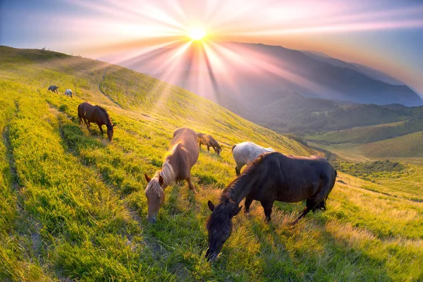 Hästar på bergets topp — Stockfoto