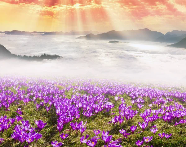 Flores al sol sobre un fondo de montañas — Foto de Stock