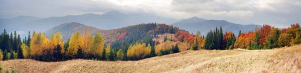 Vista del criceto Gorgan — Foto Stock