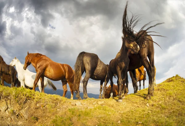 Caballos en la cima de la montaña — Foto de Stock