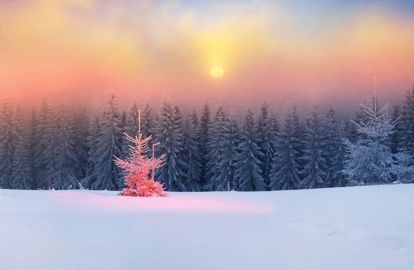 Zauberbaum an Weihnachten im Wald — Stockfoto