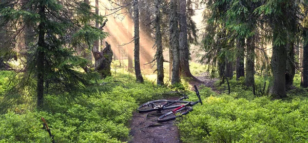 Гірський велосипед лежить у лісовій стежці — стокове фото